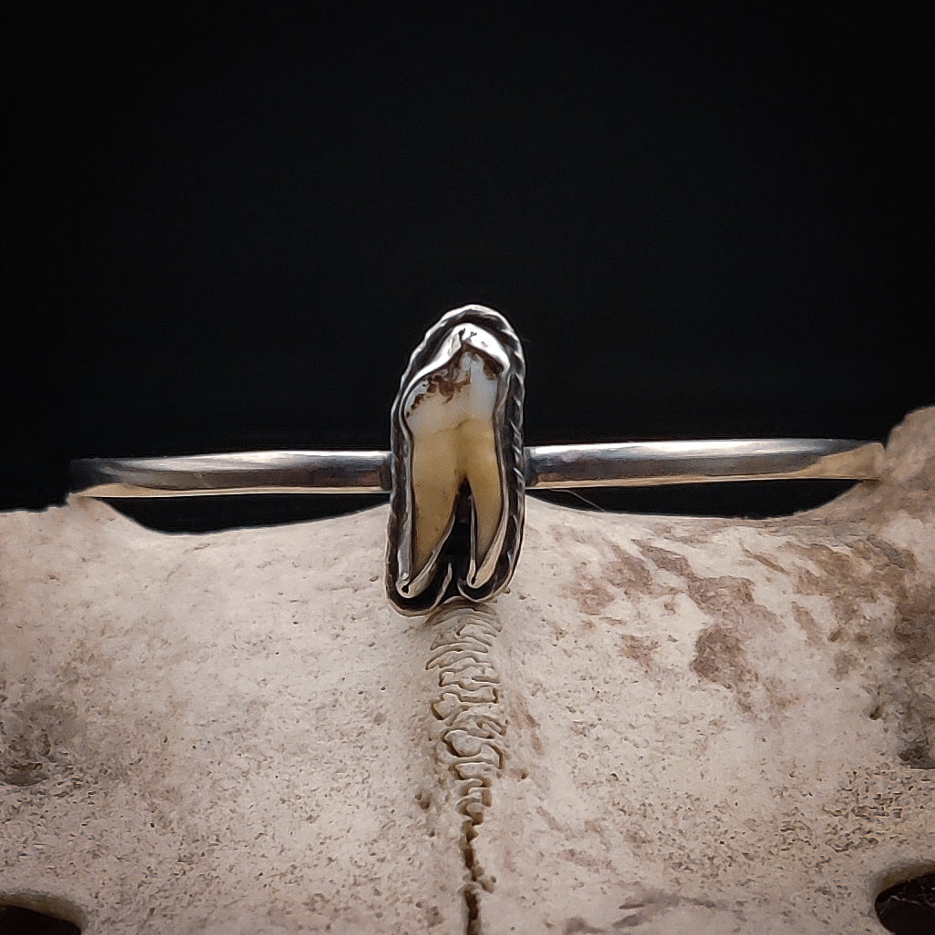 Primal - Armband i Sterlingsilver med Vildsvinstand