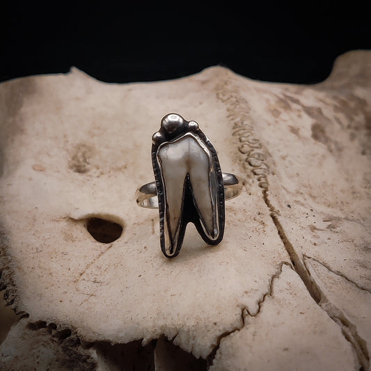 Primal - Ring i Sterlingsilver med Vildsvinstand