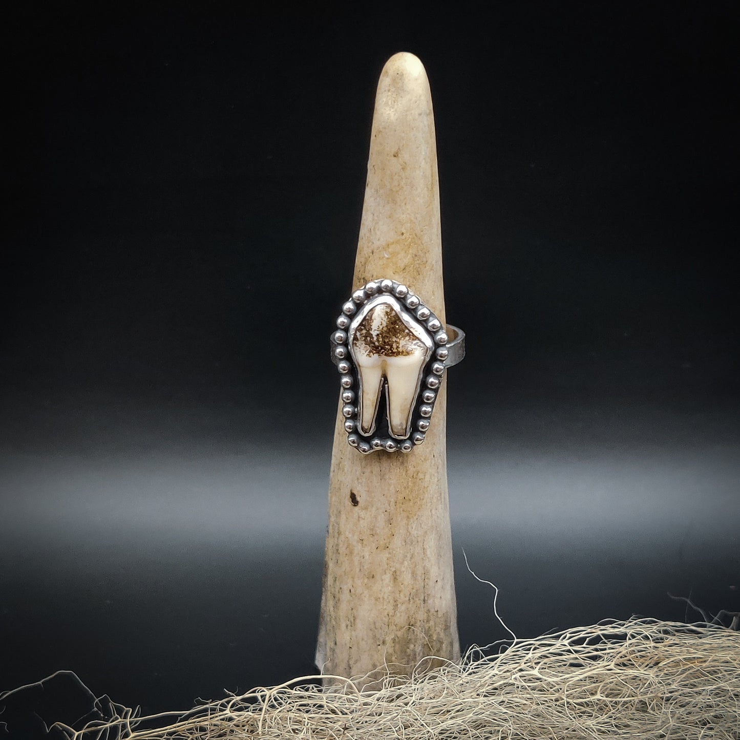 Primal - Ring i Sterlingsilver med Vildsvinstand