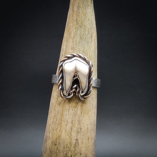 Primal - Ring i Sterlingsilver med Vildsvinstand