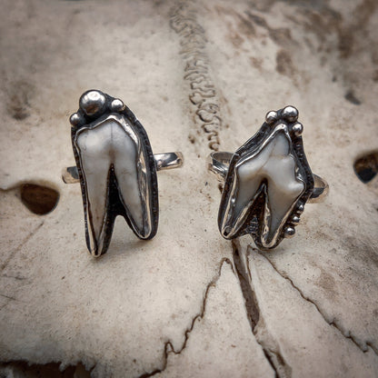 Primal - Ring i Sterlingsilver med Vildsvinstand