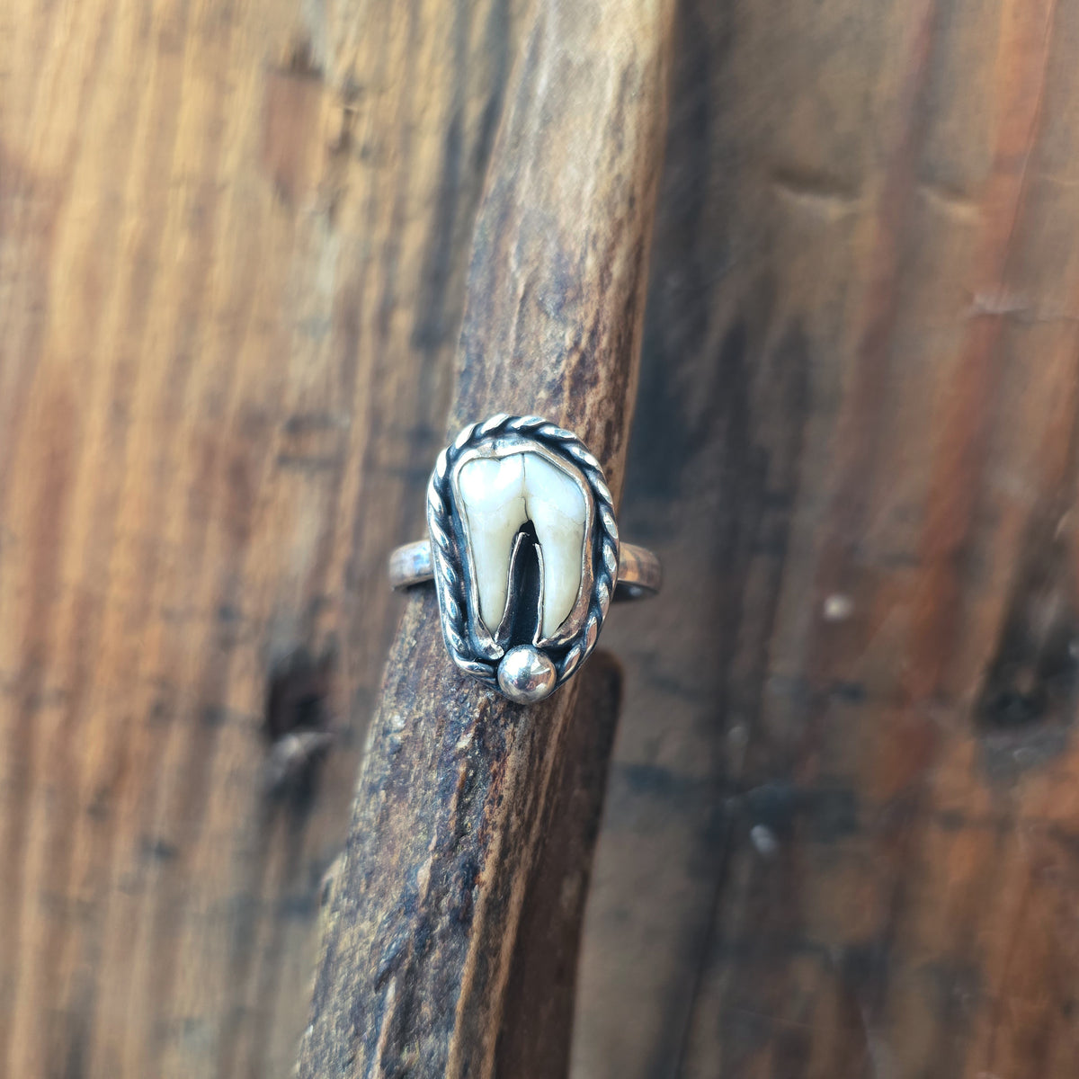 Primal - Ring i Sterlingsilver med Vildsvinstand