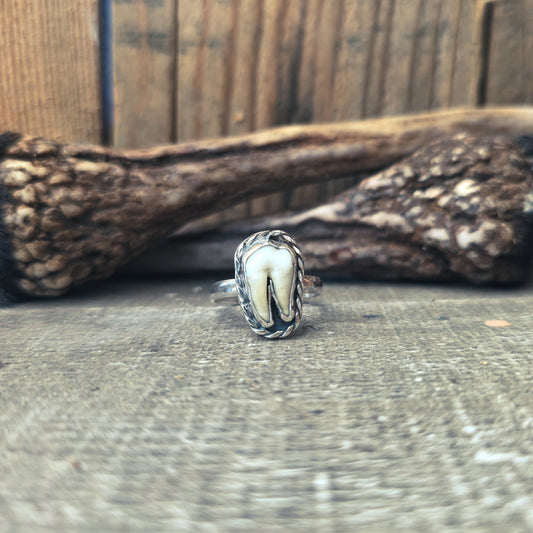 Primal - Ring i Sterlingsilver med Rävtand
