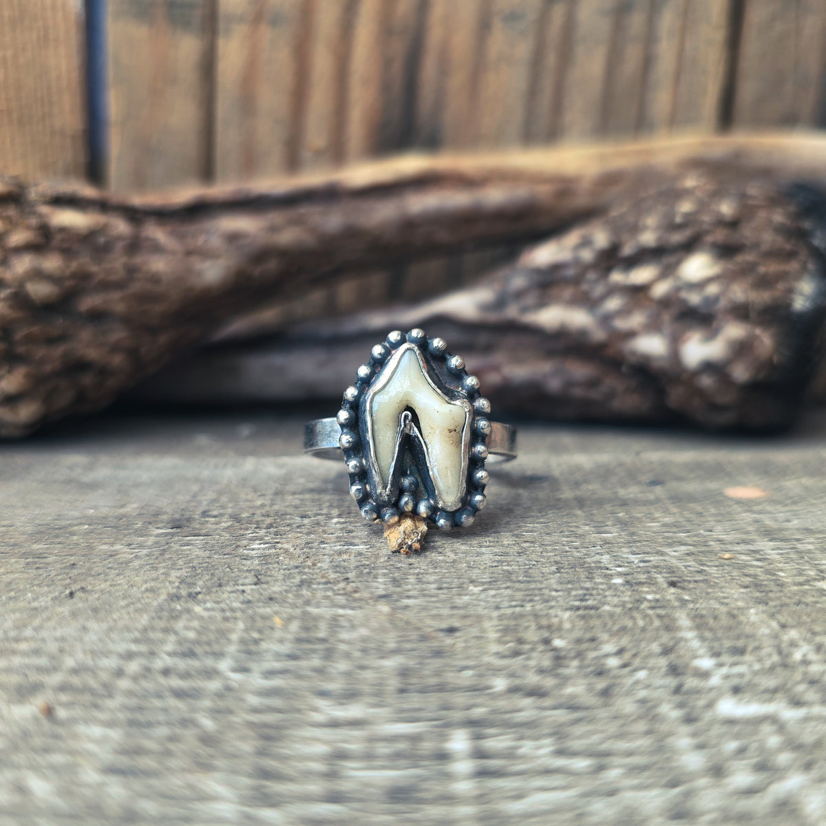 Primal - Ring i Sterlingsilver med Rävtand