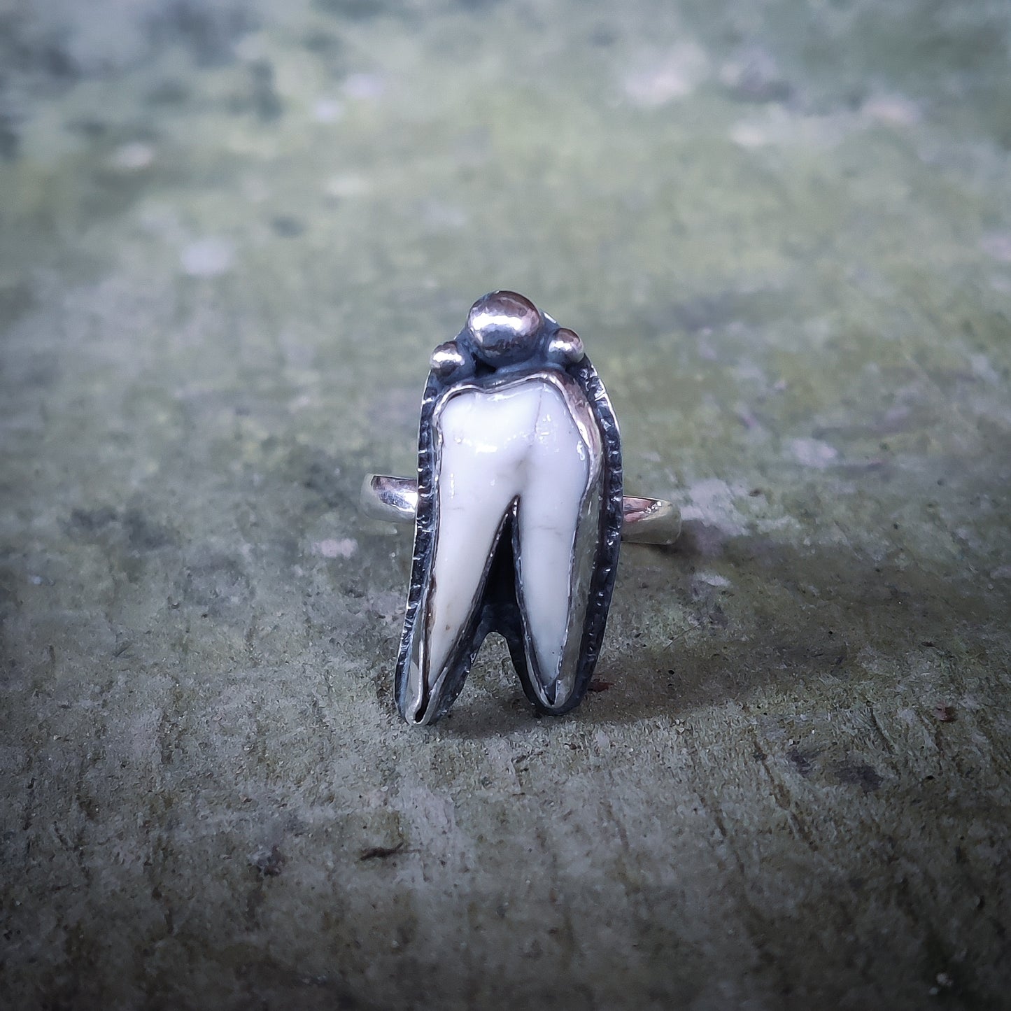 Primal - Ring i Sterlingsilver med Vildsvinstand