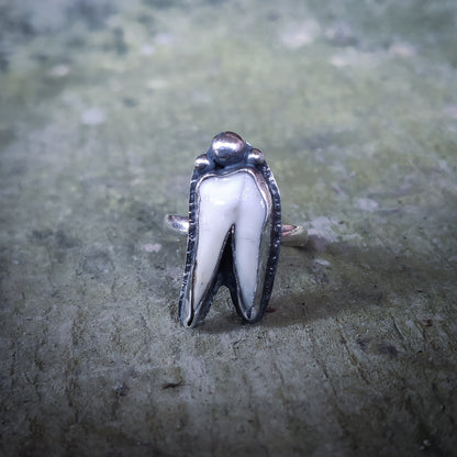 Primal - Ring i Sterlingsilver med Vildsvinstand